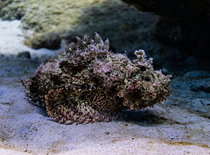 Stonefish